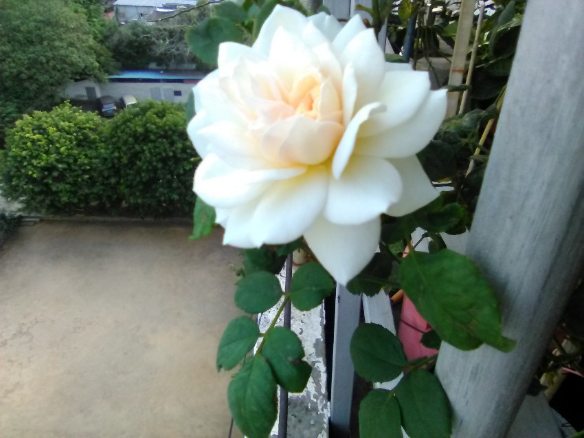 IMG_20160908_173743.jpg