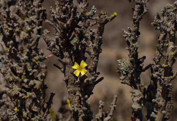 Oxalis gigantea1.jpg