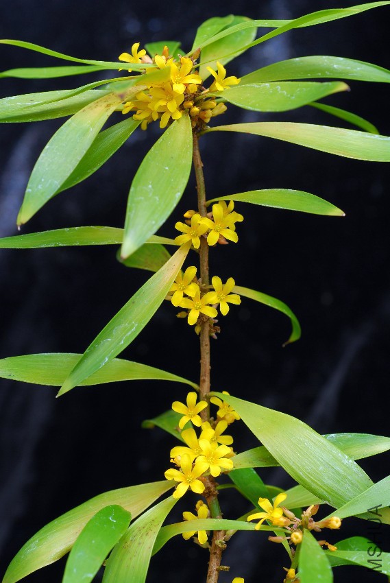 Oxalis rusciformis.jpg