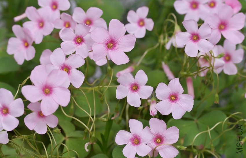 rubra ��Brasilian Pink��.jpg