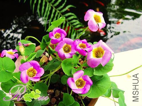 QQ��ͼ20160908211739.jpg