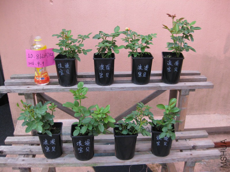 IMG_8096.JPG