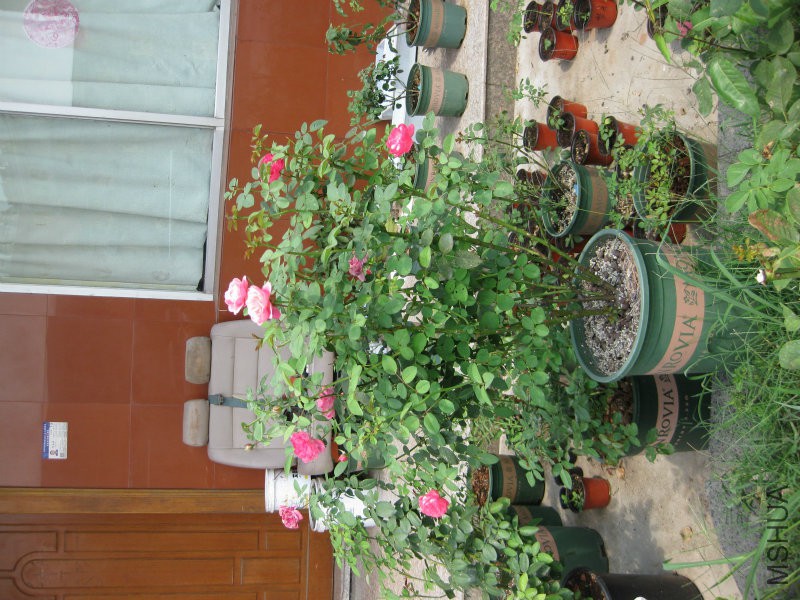 IMG_8091.JPG