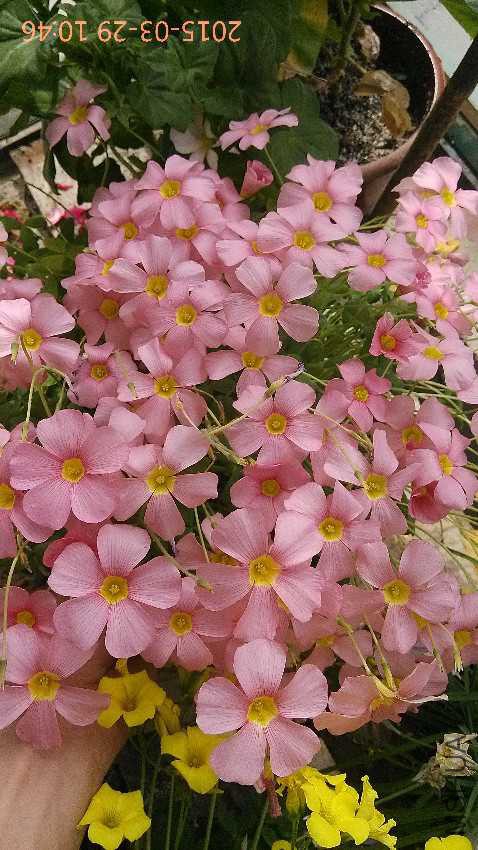 IMG_20150329_104608.jpg