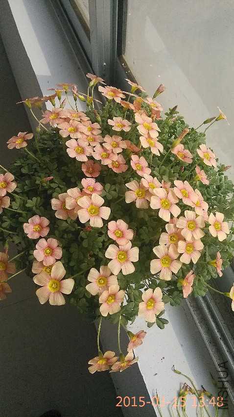 IMG_20150315_134836.jpg