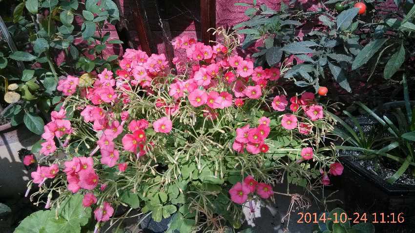 IMG_20141024_111600.jpg