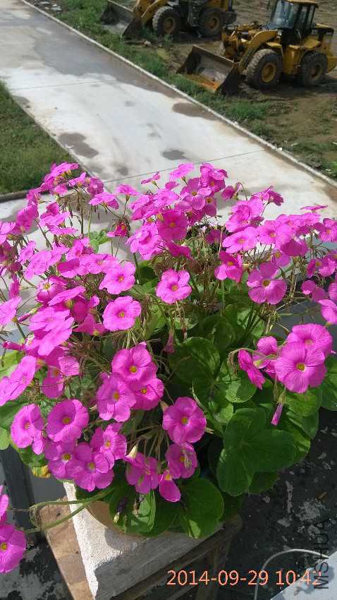 IMG_20140929_104233.jpg