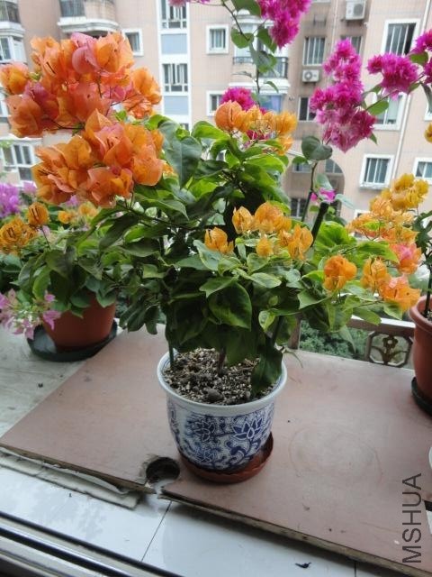 DSC01545.JPG