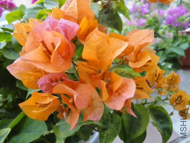 DSC01546.JPG