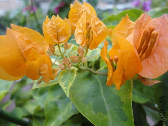 DSC01547.JPG