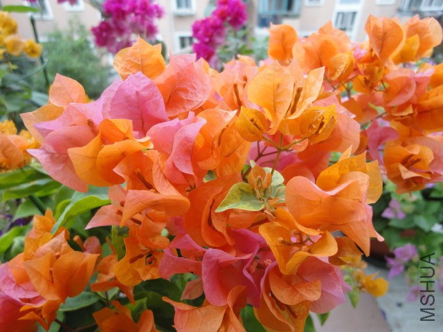 DSC01548.JPG