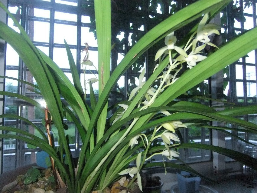 DSCF4732.JPG