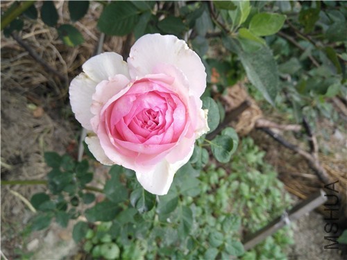 IMG20160910082535.jpg
