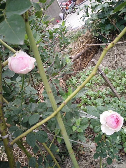 IMG20160910082544.jpg