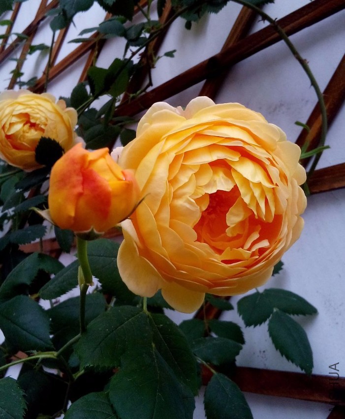 DSC_3655.jpg