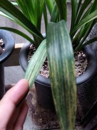 2345_image_file_copy_4.jpg