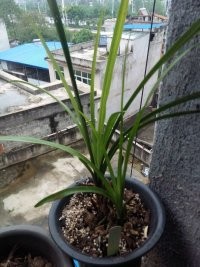 2345_image_file_copy_5.jpg