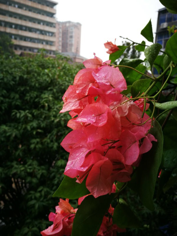 IMG_20160910_130248.jpg