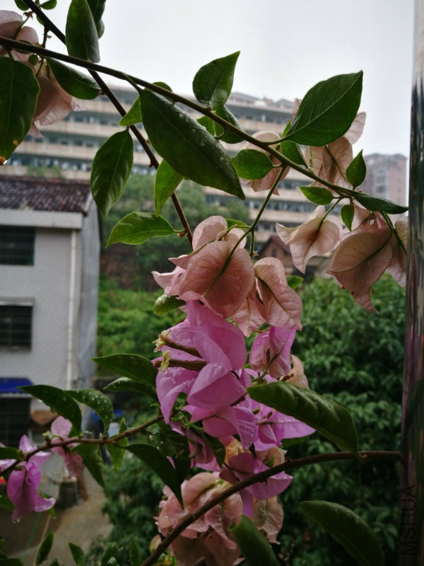 IMG_20160910_130401.jpg