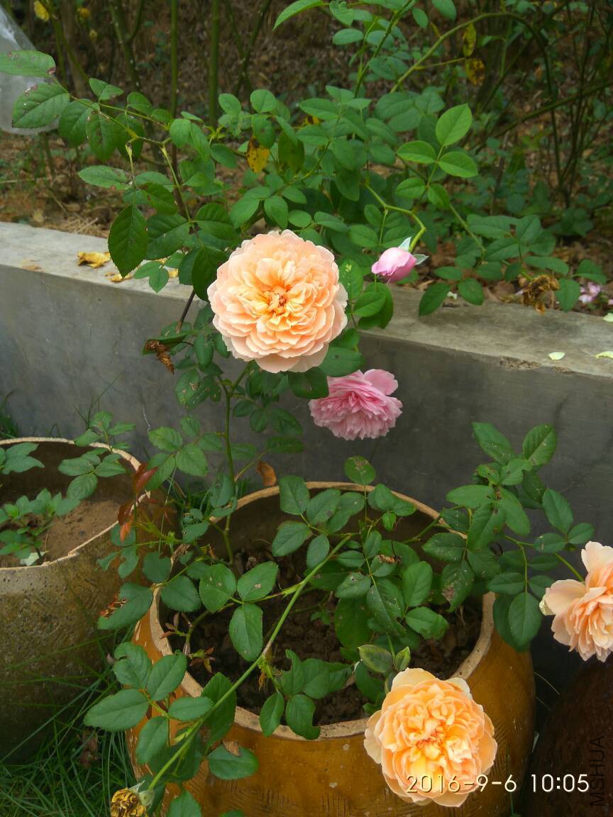 150752s0o0bjsnbolafbkm.jpg
