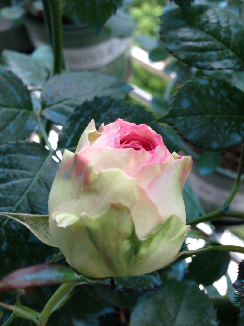 170236yqwqa37h73qnqfdw.jpg
