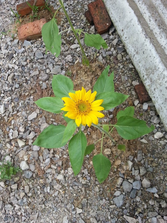 20160606_082553.jpg