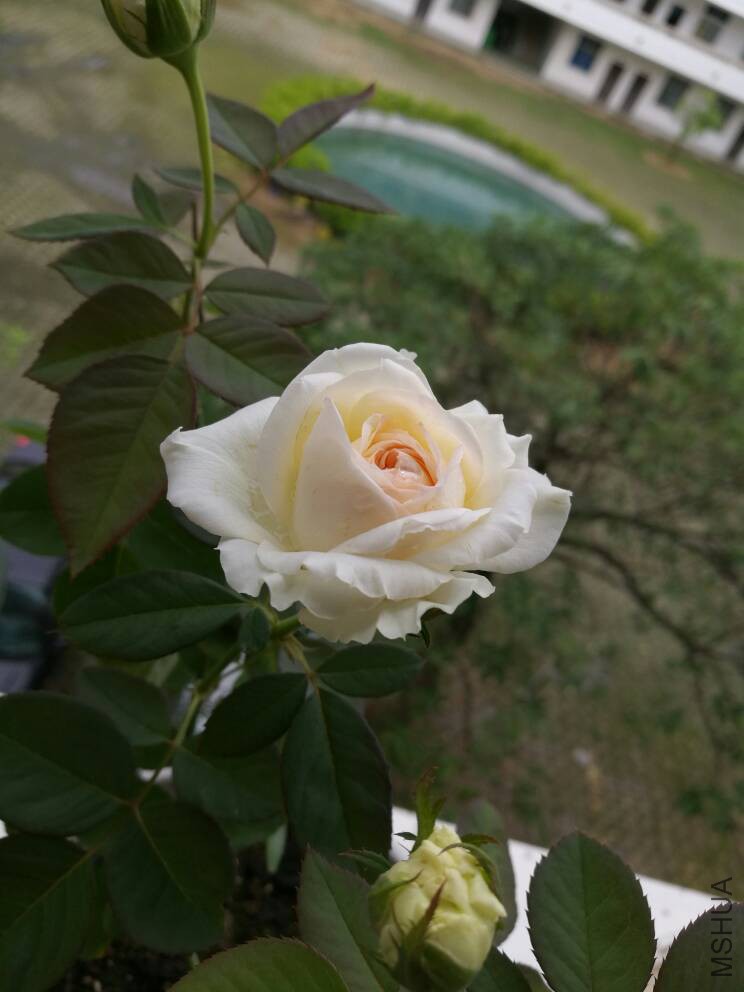 113624rj9ivqk9idqr8lgi.jpg