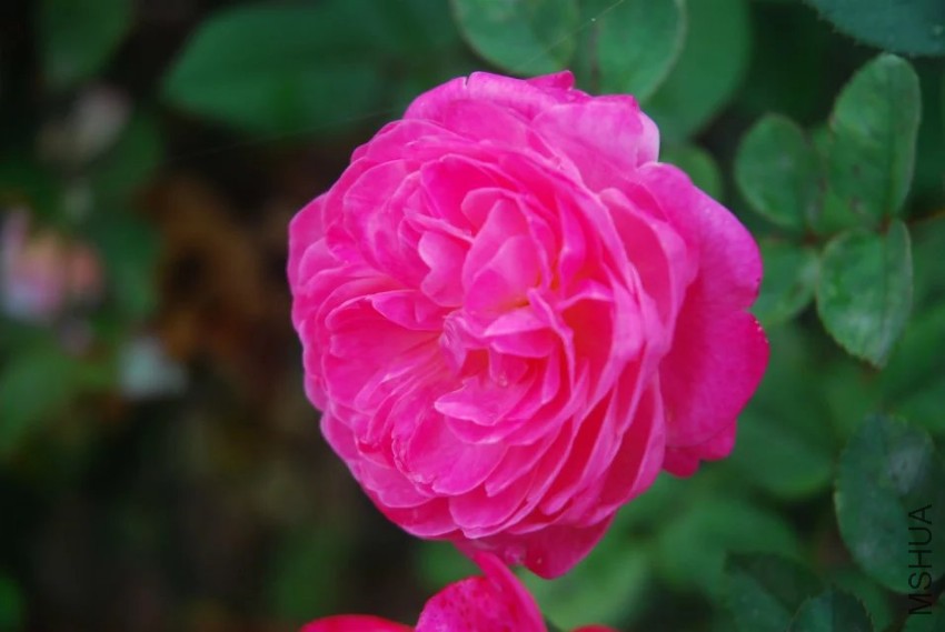 psb (9).jpg