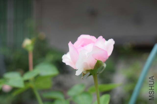 002634pzcmczo8ouxwd22b.JPG