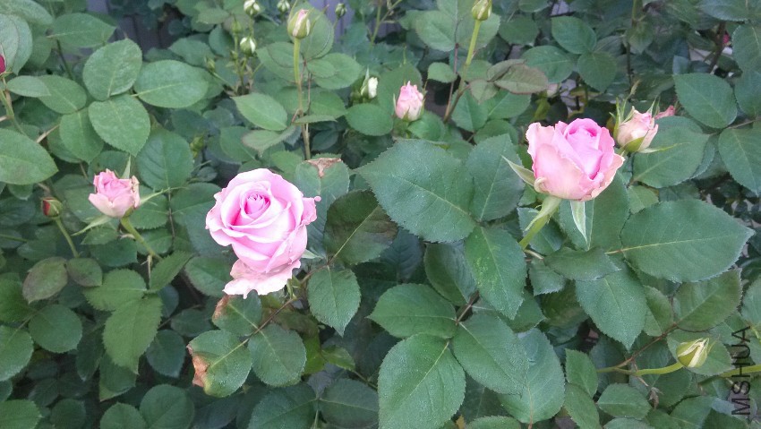 IMG_20160422_071330.jpg