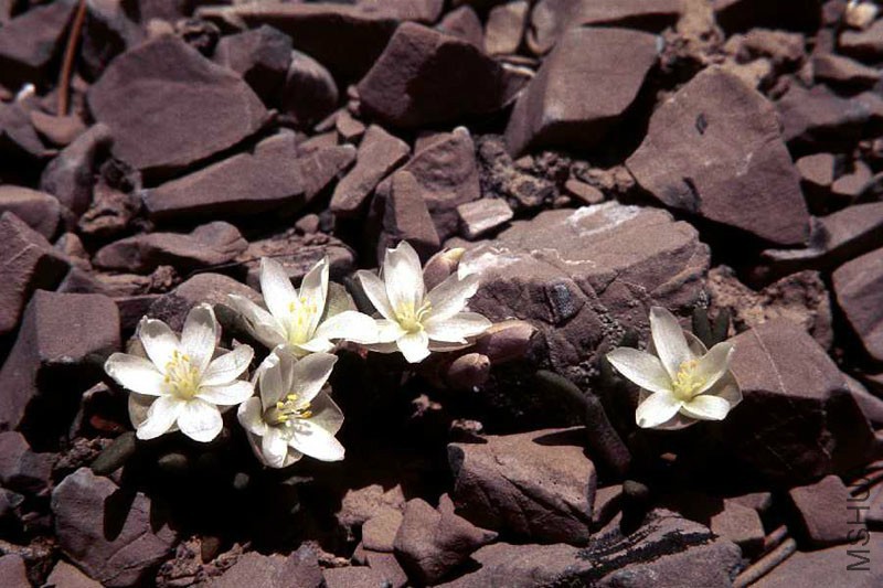 Lewisia_Maguirei_margaret_williams_lg.jpg
