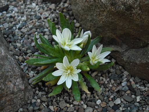lewisia_nevadensis.jpg