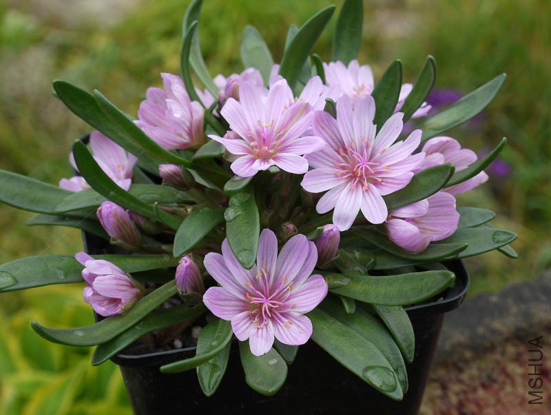 Lewisia-nevadensis-rosea-2014-2web.jpg