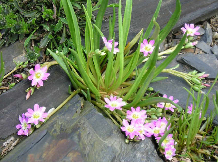 lewisia pygmaea.jpg