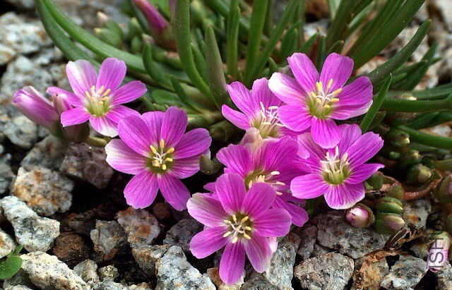 lewisia-pygmaea.jpg