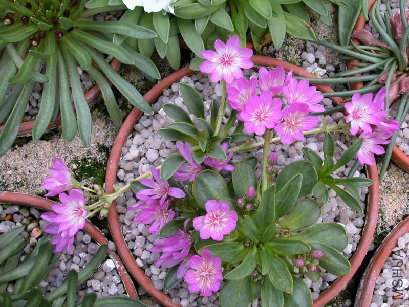 Lewisia stebbinsii 26_04_2002 a.jpg