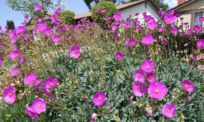 calandrinia_spectabilis.jpg