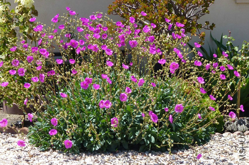 calandrinia_spectabilis_03.jpg