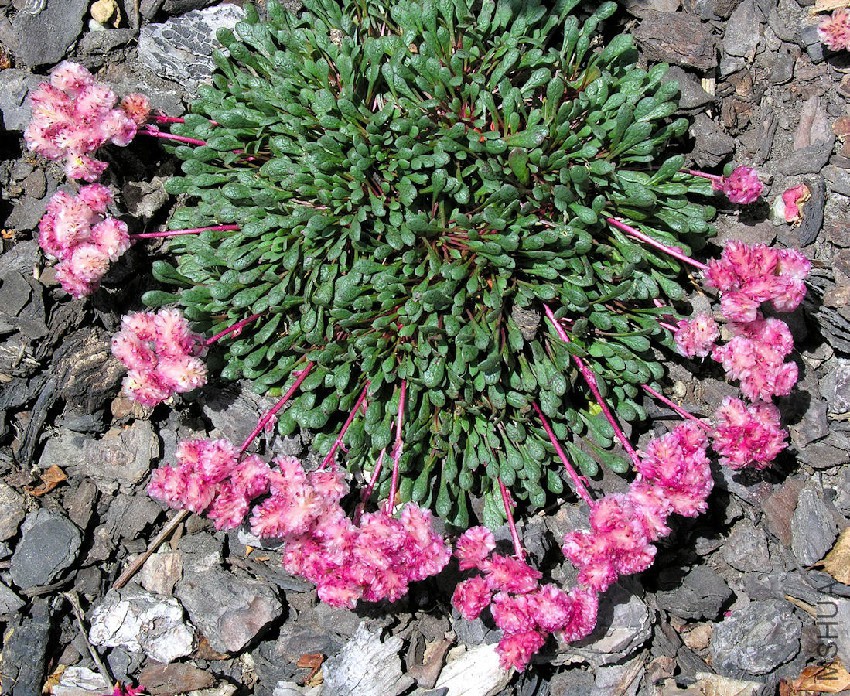 Calyptridium 2369.jpg