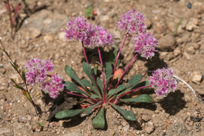 Calyptridium_monospermum.jpg