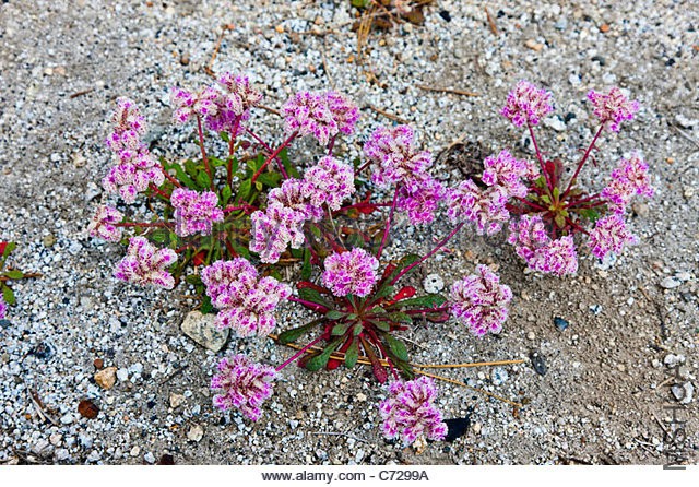 cistanthe-monosperma-or-pussy-paws-wildflowers-alongside-tioga-road-c7299a.jpg