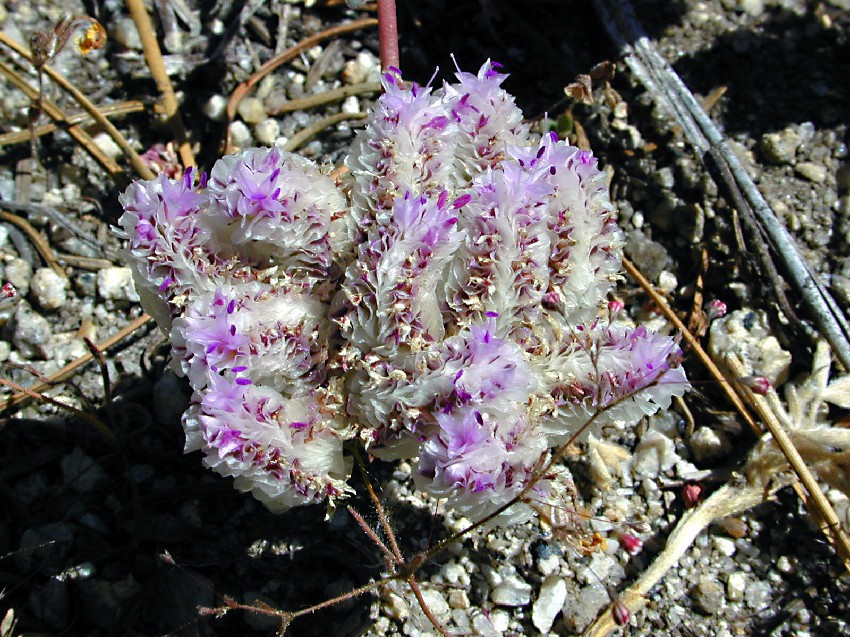 Pussy_Paws_(Cistanthe_umbellata)_at_Yosemite.jpg