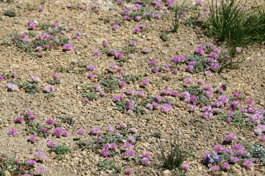 Pussypaws_Cistanthe_umbellata_alpine_garden.jpg