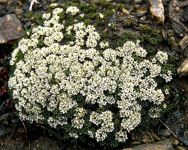 sizedHectorella caespitosa  Old Man25368.jpg