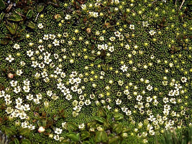 sizedPhyllachne clavigera Pisa25367.jpg