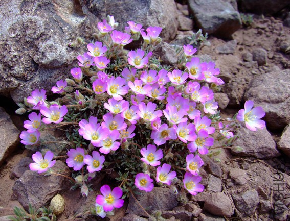 Montiopsis glomerata_Montiaceae-rev.jpg