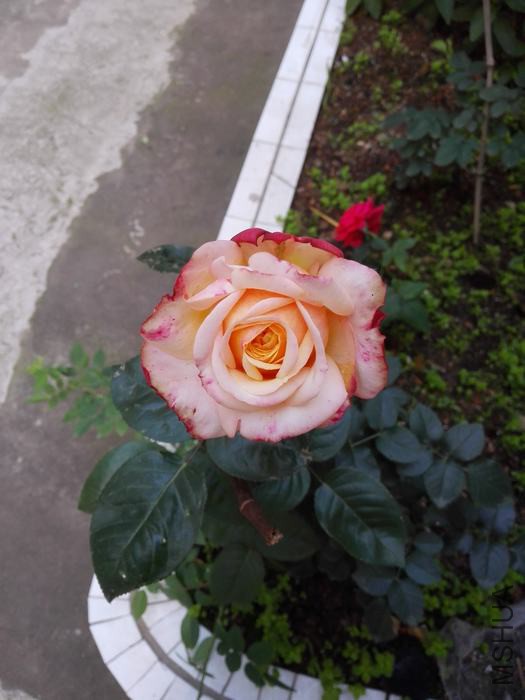 IMG_20160511_060217.jpg