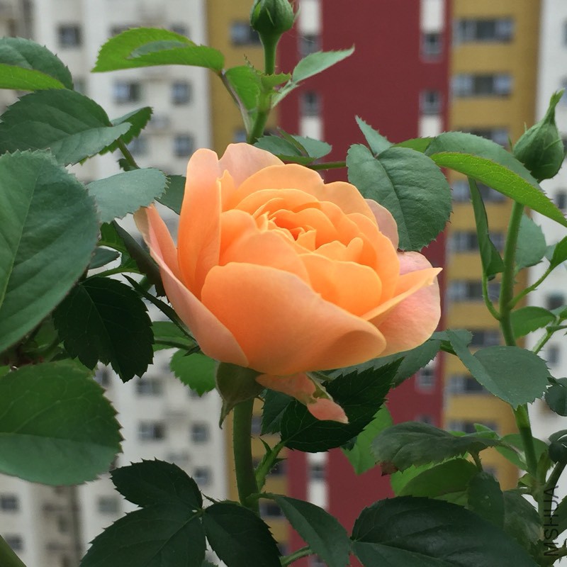 172458mqwi919otlrl4aso.jpg