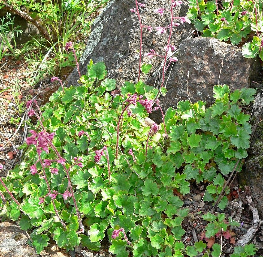 Heuchera_elegans_1.jpg