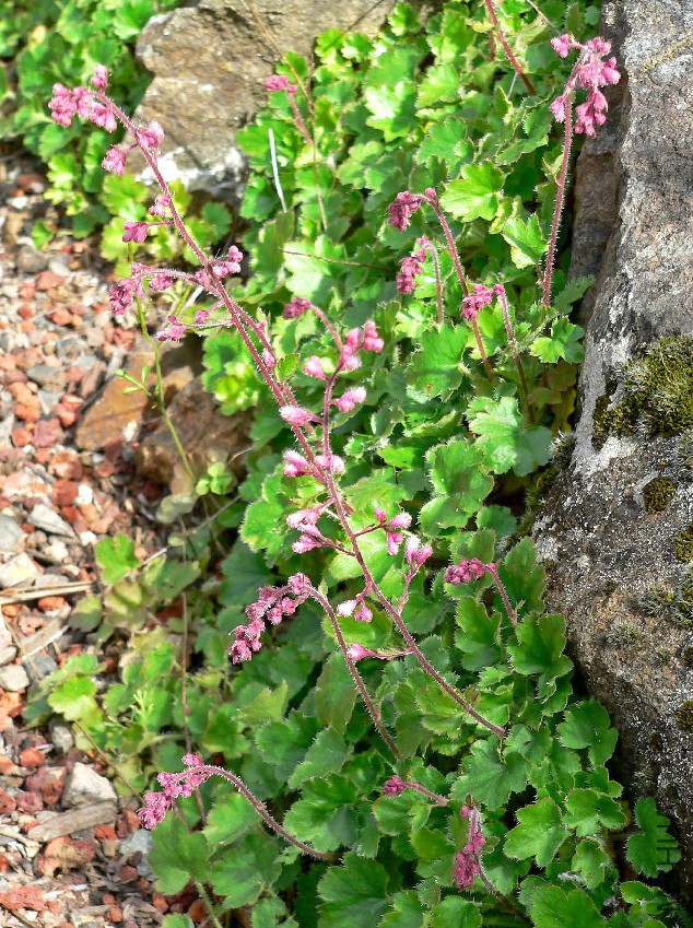 Heuchera_elegans_2.jpg